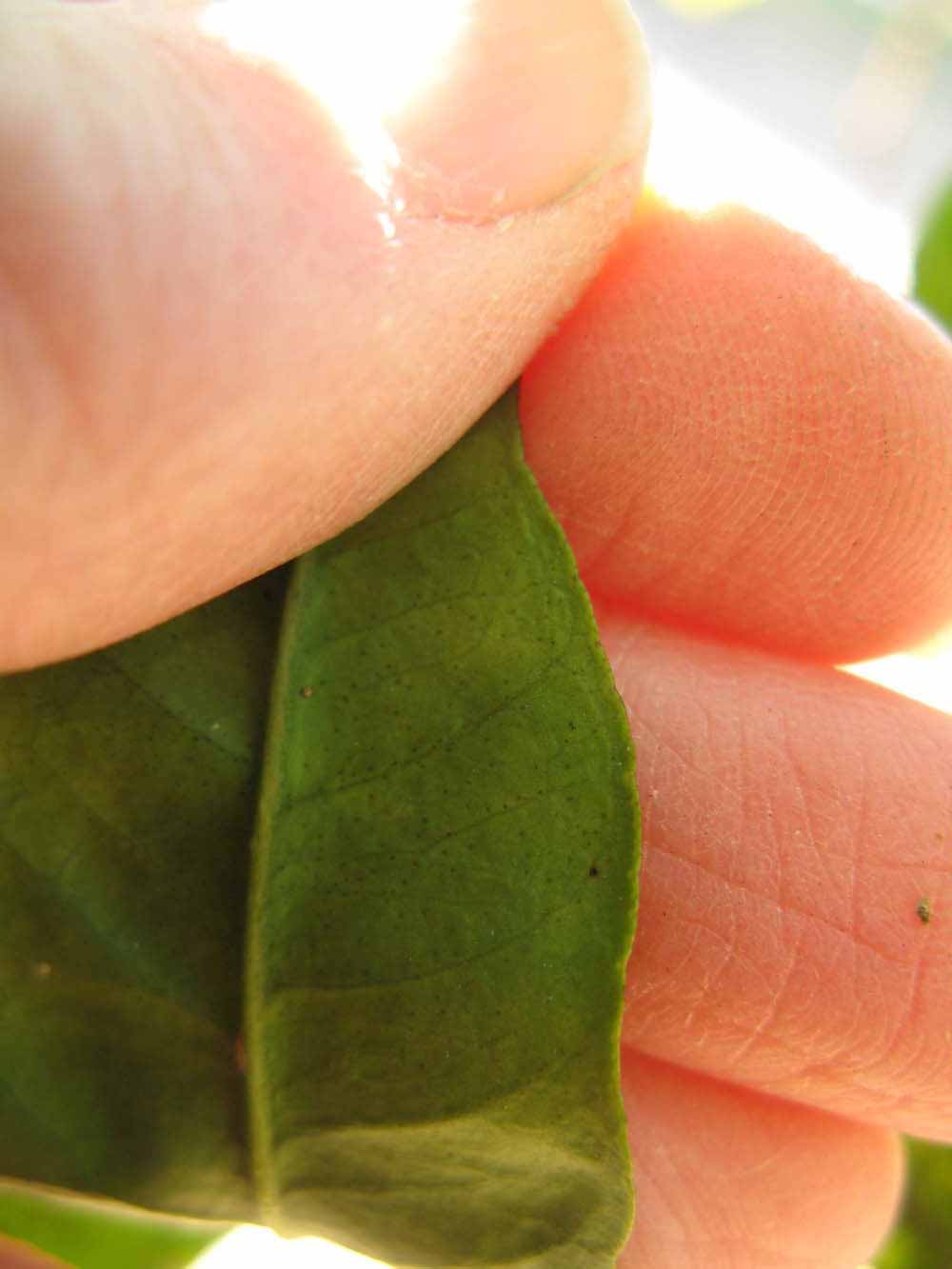              Margin (Winter Haven, FL)       